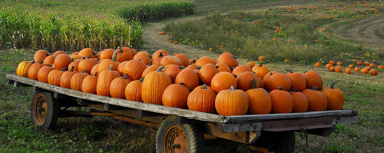 Maine Pumpkins